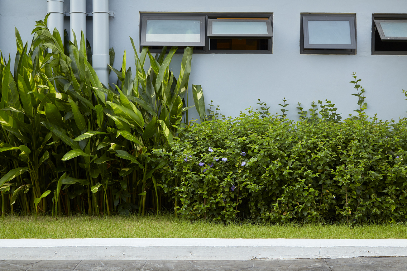 Mau Halaman Rumah Jadi Cantik? Coba 6 Jenis Rumput Hias Ini - Vista ...