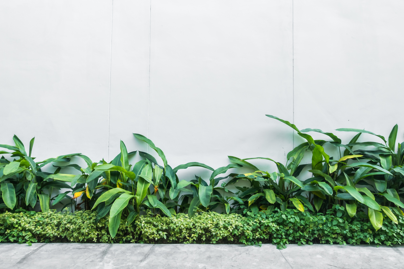 Mau Halaman Rumah Jadi Cantik? Coba 6 Jenis Rumput Hias Ini - Vista ...